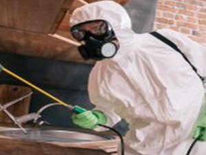Pest Control Sydney: Tips for Effective Termite Prevention in Existing Structures